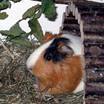 ein Meerschweinchen